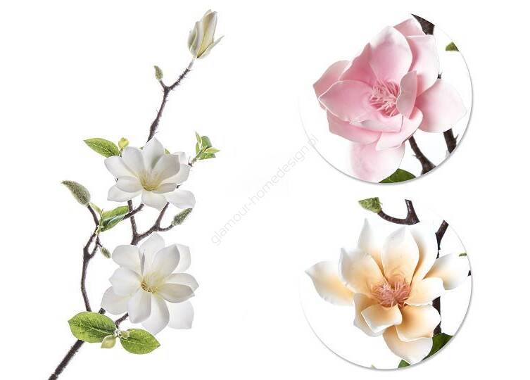 Gałązka magnolia biała