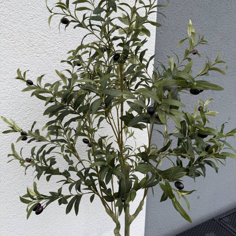 Drzewo oliwne w donicy 150 cm 
