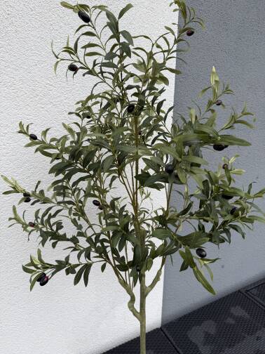 Drzewo oliwne w donicy 150 cm 
