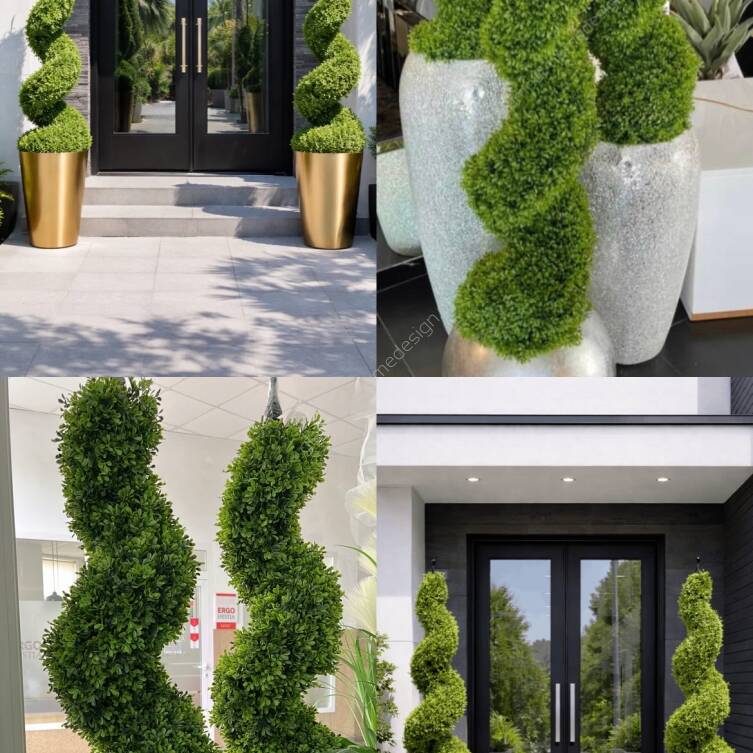 Drzewo Bukszpan spiralny w donicy 150 cm 