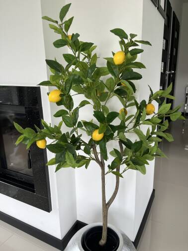 Drzewo cytrusowe 120 cm Cytryna 