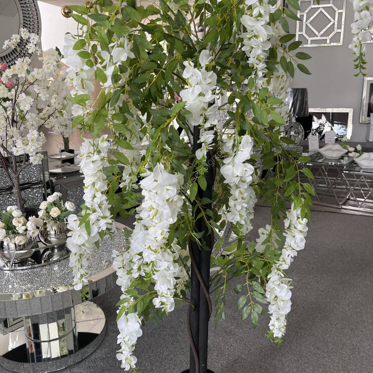 Wisteria w donicy 120 cm 