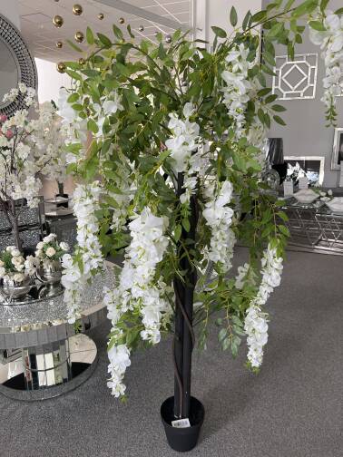 Wisteria w donicy 120 cm 