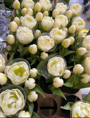 Tulipany w donicy białe